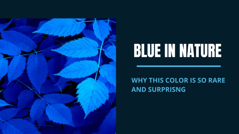 Blue in Nature | Why This Color Is So Rare and Surprising